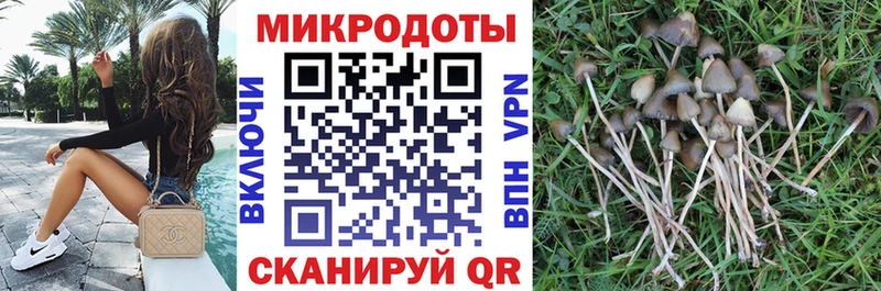 это клад  цены наркотик  Чадан  Галлюциногенные грибы Psilocybe 